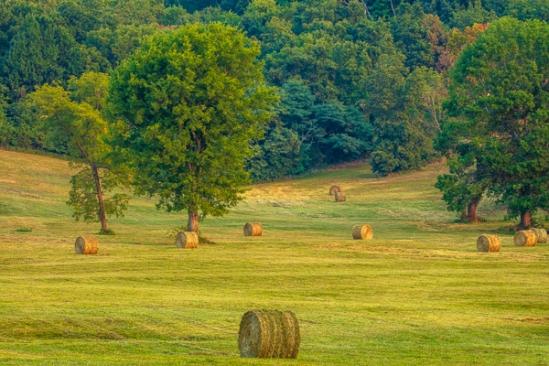 Agricultural;Agriculture;Bale;Calm;Farming;Healing;Health care;Healthcare;Hill;Mountain;Mountain Side;Nature;Pastoral;Sun rays;Sun-up;Sunlight;Sunshine;Tree;dawn;daybreak;field;green;hay;hillside;landscape;morn;morning;oneness;pasture;peaceful;restful;serene;soothing;sunlit;sunrise;sunup;tranquil;trees;zen