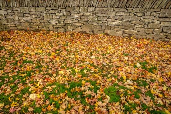Autumn;Botanical;Brown;Calm;Fall;Fallen;Fallen Leaves;Gold;Healthcare;Leaf;Nature;Pastoral;Rock;Rocks;Stone;Stones;Tan;Veins;Wabi Sabi;Yellow;foliage;green;leaves;oneness;orange;peaceful;plant;restful;serene;soothing;tranquil;zen