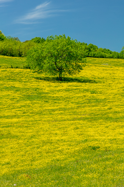 Bloom;Blossom;Blossoms;Blue;Calm;Cloud;Clover;Flora;Floral;Floweret;Flowering;Flowers;Forest;Forested;Healing;Health care;Healthcare;Hill;Nature;Pastoral;Sunlight;Sunshine;Tree;Woodland;Woods;Yellow;Yellow Clover;bloom;field;flora;floral;flower;green;hillside;landscape;oneness;pasture;peaceful;plants;restful;serene;sky;soothing;sunlit;tranquil;trees;wildflower