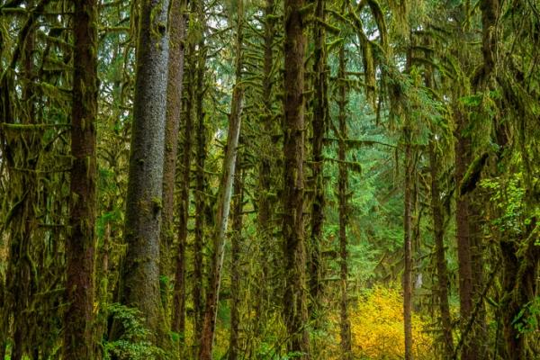 Autumn;Blossom;Blossoms;Branches;Brown;Calm;Concepts;Cool Colors;Cool Palette;Cool Tones;Fall;Floweret;Flowering;Flowers;Flowers & Plants;Forest;Forested;Gold;Green;Greens;Healing;Health care;Healthcare;Hoh Rainforest;Leaf;Leaves;Moss;Nature;Oneness;Pastoral;Rainforest;Sunlight;Sunshine;Tan;Timberland;Tree;United States;Washington;Wood;Woodland;Woods;bark;bloom;color;flora;floral;flower;foliage;green;landscape;limbs;mossy;peaceful;plants;restful;serene;soothing;sunlit;tranquil;tree;tree limbs;trees;trunk