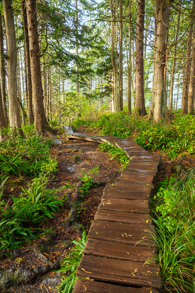 Branches;Brown;Calm;Cape Flattery;Forest;Forested;Healing;Health care;Healthcare;Hiking Trail;Nature;Olympic National Park;Pastoral;Path;Pathway;Sunlight;Sunshine;Tan;Timber;Timberland;Tree;United States;Walkway;Washington;Wood;Woodland;Woods;bark;green;landscape;leaves;limbs;oneness;peaceful;plants;restful;road;serene;soothing;sunlit;trail;tranquil;tree limbs;trees;trunk;zen