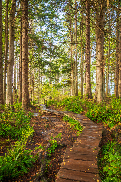 Branches;Brown;Calm;Cape Flattery;Forest;Forested;Healing;Health care;Healthcare;Hiking Trail;Nature;Olympic National Park;Pastoral;Path;Pathway;Sunlight;Sunshine;Tan;Timber;Timberland;Tree;United States;Walkway;Washington;Wood;Woodland;Woods;bark;green;landscape;leaves;limbs;oneness;peaceful;plants;restful;road;serene;soothing;sunlit;trail;tranquil;tree limbs;trees;trunk;zen