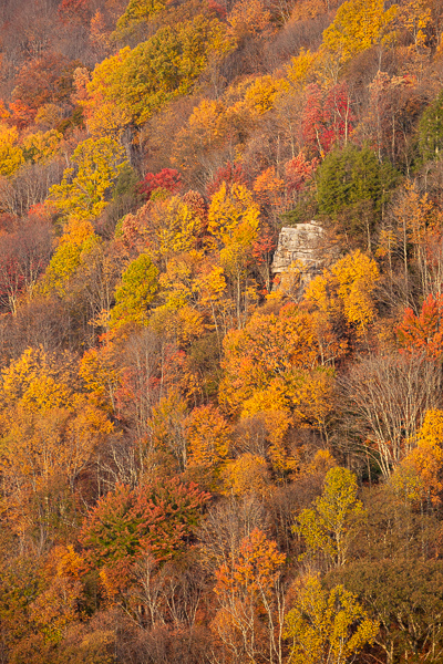 Autumn;Blackwater Falls State Park;Bluff;Branches;Brown;Calm;Concepts;Cool Colors;Cool Palette;Cool Tones;Fall;Forest;Forested;Gold;Green;Greens;Healing;Health care;Healthcare;Hill;Leaf;Leaves;Lindy Point Observation Deck;Minimalism;Mountain;Mountain Side;Mountain Top;Mountainous;Nature;Oneness;Pastoral;Summit;Sunlight;Sunshine;Tan;Timber;Timberland;Tree;United States;West Virginia;Wood;Woodland;Woods;Yellow;cliff;color;foliage;hillside;landscape;limbs;peaceful;plants;restful;serene;soothing;sunlit;tranquil;tree;tree limbs;trees;trunk;zen