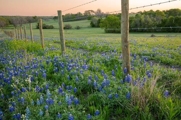 Bloom;Blossom;Blossoms;Blue;Bluebonnets;Calm;Flora;Floral;Floweret;Flowering;Flowers;Flowers & Plants;Forest;Habitat;Healing;Health care;Healthcare;Indian Paintbrush;Lupinus texensis;Minimalism;Nature;Pastoral;Pink;Sunset;Texas;Texas Bluebonnet;United States;Wood;Woods;bloom;fence;fence post;fence row;flora;floral;flower;green;landscape;meadow;oneness;peaceful;plants;restful;serene;soothing;tranquil;trees;wildflower;zen
