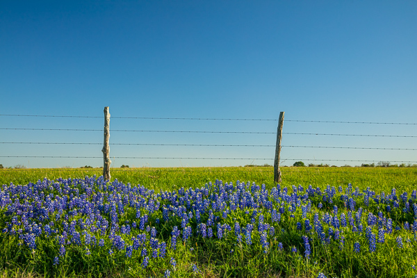Agricultural;Bloom;Blossom;Blossoms;Blue;Calm;Close-up;Flora;Floweret;Flowering;Flowers;Healing;Health care;Healthcare;Petal;Sunlight;Texas;Texas Bluebonnet;United States;bloom;fence;flora;floral;flower;pasture;peaceful;restful;serene;soothing;sunlit;tranquil