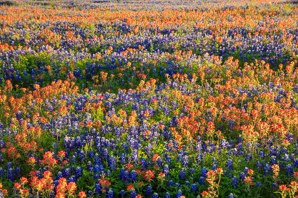 Bloom;Blossom;Blossoms;Calm;Close-up;Flora;Floweret;Flowering;Flowers;Healing;Health care;Healthcare;Indian Paintbrush;Petal;Sunlight;Sunshine;Texas;United States;bloom;flora;floral;flower;pasture;peaceful;restful;serene;soothing;sunlit;tranquil