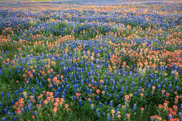Bloom;Blossom;Blossoms;Calm;Close-up;Flora;Floweret;Flowering;Flowers;Healing;Health care;Healthcare;Indian Paintbrush;Petal;Sunlight;Sunshine;Texas;United States;bloom;flora;floral;flower;pasture;peaceful;restful;serene;soothing;sunlit;tranquil