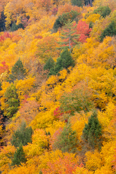 Abstract;Abstraction;Autumn;Bloom;Blossom;Blossoms;Calm;Close-up;Fall;Flora;Floweret;Flowering;Flowers;Forest;Forested;Habitat;Healing;Health care;Healthcare;Line;Minimalism;Mountain Side;Nature;Obed River;Obed Wild and Scenic Riverway;Pastoral;Petal;Timber;Timberland;Wood;Woodland;Woods;Yellow;bloom;flora;floral;flower;green;hillside;landscape;leaves;oneness;orange;pattern;peaceful;red;restful;serene;soothing;texture;tranquil;trees;zen
