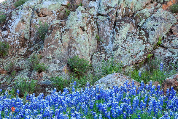 Bloom;Blossom;Blossoms;Blue;Bluebonnets;Boulder;Boulders;Brown;Calm;Flora;Floweret;Flowering;Flowers;Healing;Health care;Healthcare;Indian Paintbrush;Inks Lake;Inks Lake State Park;Lupinus texensis;Minimalism;Nature;Pastoral;Petal;Rock;Rock formations;Rocks;Rocky;Stone;Stones;Tan;Texas;Texas Bluebonnet;Texas Hill Country;United States;bloom;flora;floral;flower;green;landscape;oneness;peaceful;restful;serene;soothing;tranquil;wildflower;zen