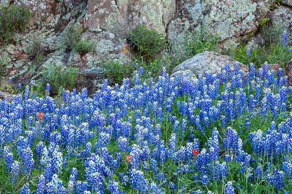 Bloom;Blossom;Blossoms;Blue;Bluebonnets;Boulder;Boulders;Brown;Calm;Flora;Floweret;Flowering;Flowers;Healing;Health care;Healthcare;Indian Paintbrush;Inks Lake;Inks Lake State Park;Lupinus texensis;Minimalism;Nature;Pastoral;Petal;Rock;Rock formations;Rocks;Rocky;Stone;Stones;Tan;Texas;Texas Bluebonnet;Texas Hill Country;United States;bloom;flora;floral;flower;green;landscape;oneness;peaceful;restful;serene;soothing;tranquil;wildflower;zen