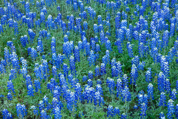 Abstract;Abstraction;Bloom;Blossom;Blossoms;Blue;Bluebonnets;Calm;Flora;Floweret;Flowering;Flowers;Healing;Health care;Healthcare;Inks Lake;Inks Lake State Park;Lupinus texensis;Minimalism;Nature;Pastoral;Petal;Texas;Texas Bluebonnet;Texas Hill Country;United States;bloom;flora;floral;flower;green;landscape;oneness;peaceful;restful;serene;soothing;tranquil;wildflower;zen