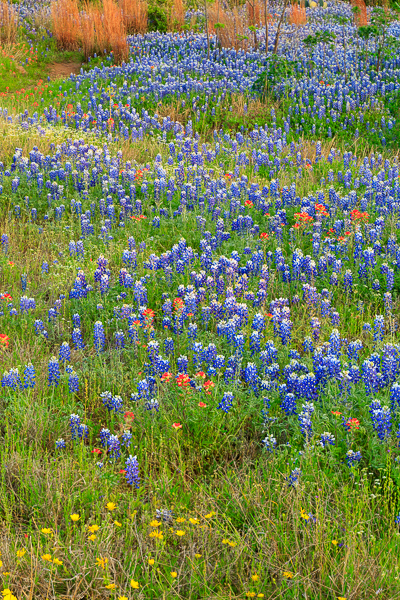 Bloom;Blossom;Blossoms;Blue;Bluebonnets;Calm;Flora;Floweret;Flowering;Flowers;Healing;Health care;Healthcare;Indian Paintbrush;Inks Lake;Inks Lake State Park;Lupinus texensis;Minimalism;Nature;Pastoral;Petal;Texas;Texas Bluebonnet;Texas Hill Country;United States;bloom;flora;floral;flower;green;landscape;oneness;peaceful;red;restful;serene;soothing;tranquil;wildflower;zen