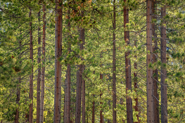 Branches;Brown;Calm;Forest;Forested;Habitat;Healing;Health care;Healthcare;Lake Tahoe;Nevada;Sunlight;Sunshine;Tan;Timber;Timberland;Tree;United States;Wood;Woodland;Woods;green;leaves;peaceful;restful;serene;soothing;sunlit;tranquil;trees;trunk