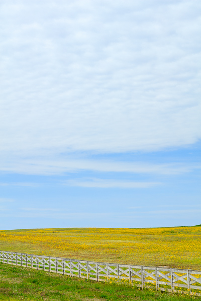 Agricultural;Blossom;Blossoms;Blue;Calm;Cloud;Cloud Formation;Clouds;Concepts;Cool Colors;Cool Palette;Cool Tones;Flora;Floral;Flower;Floweret;Flowering;Flowers;Flowers & Plants;Green;Greens;Healing;Health care;Healthcare;Minimalism;Nature;Oneness;Pastoral;Sunlight;Sunshine;Wildflower;Yellow;bloom;color;fence;field;flora;floral;flower;landscape;pasture;peaceful;plants;restful;serene;sky;soothing;sunlit;tranquil;zen