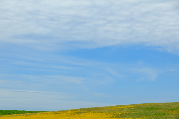 Agricultural;Blossom;Blossoms;Blue;Calm;Cloud;Cloud Formation;Clouds;Concepts;Cool Colors;Cool Palette;Cool Tones;Flora;Floral;Flower;Floweret;Flowering;Flowers;Flowers & Plants;Green;Greens;Healing;Health care;Healthcare;Minimalism;Nature;Oneness;Pastoral;Seasons;Spring;Springtime;Sunlight;Sunshine;Wildflower;Yellow;bloom;color;field;flora;floral;flower;landscape;pasture;peaceful;plants;restful;serene;sky;soothing;sunlit;tranquil;zen