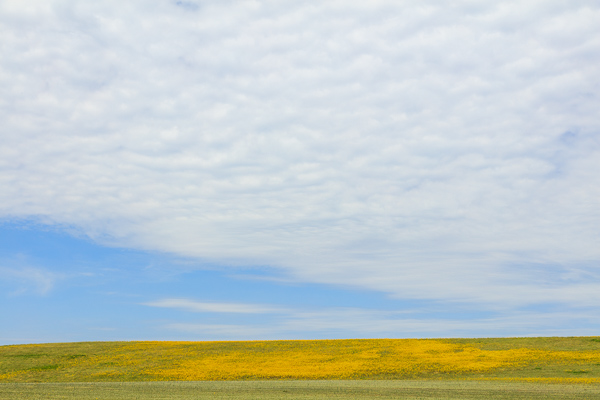 Agricultural;Blossom;Blossoms;Blue;Calm;Cloud;Cloud Formation;Clouds;Concepts;Cool Colors;Cool Palette;Cool Tones;Flora;Floral;Flower;Floweret;Flowering;Flowers;Flowers & Plants;Green;Greens;Healing;Health care;Healthcare;Minimalism;Nature;Oneness;Pastoral;Seasons;Spring;Springtime;Sunlight;Sunshine;Wildflower;Yellow;bloom;color;field;flora;floral;flower;landscape;pasture;peaceful;plants;restful;serene;sky;soothing;sunlit;tranquil;zen