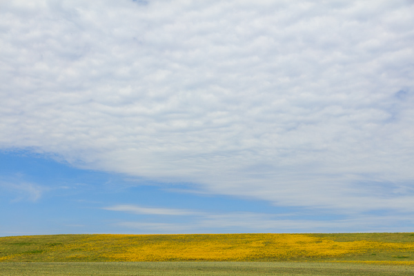 Agricultural;Blossom;Blossoms;Blue;Calm;Cloud;Cloud Formation;Clouds;Concepts;Cool Colors;Cool Palette;Cool Tones;Flora;Floral;Flower;Floweret;Flowering;Flowers;Flowers & Plants;Green;Greens;Healing;Health care;Healthcare;Minimalism;Nature;Oneness;Pastoral;Seasons;Spring;Springtime;Sunlight;Sunshine;Wildflower;Yellow;bloom;color;field;flora;floral;flower;landscape;pasture;peaceful;plants;restful;serene;sky;soothing;sunlit;tranquil;zen