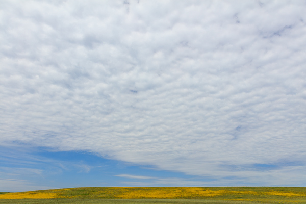 Agricultural;Blossom;Blossoms;Blue;Calm;Cloud;Cloud Formation;Clouds;Concepts;Cool Colors;Cool Palette;Cool Tones;Flora;Floral;Flower;Floweret;Flowering;Flowers;Flowers & Plants;Green;Greens;Healing;Health care;Healthcare;Minimalism;Nature;Oneness;Pastoral;Seasons;Spring;Springtime;Sunlight;Sunshine;Wildflower;Yellow;bloom;color;field;flora;floral;flower;landscape;pasture;peaceful;plants;restful;serene;sky;soothing;sunlit;tranquil;zen