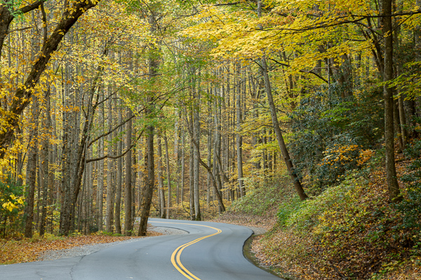 Autumn;Blossom;Blossoms;Branches;Calm;Concepts;Cool Colors;Cool Palette;Cool Tones;Fall;Floweret;Flowering;Flowers;Flowers & Plants;Forest;Gold;Great Smoky;Great Smoky Mountains National Park;Green;Greens;Healing;Health care;Healthcare;Highway;Leaves;Minimalism;Mountain;Mountain Side;Nature;Oneness;Pastoral;Path;Roadway;Sunlight;Sunshine;Tennessee;Timber;Timberland;Tree;United States;Wood;Woodland;Woods;Yellow;arts';bloom;color;flora;floral;flower;landscape;limbs;peaceful;plants;restful;road;serene;soothing;sunlit;tranquil;tree;tree limbs;trees;trunk;zen