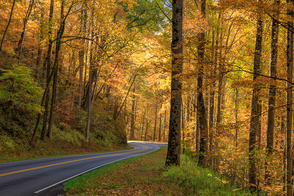 Autumn;Blossom;Blossoms;Branches;Calm;Concepts;Cool Colors;Cool Palette;Cool Tones;Fall;Floweret;Flowering;Flowers;Flowers & Plants;Forest;Gold;Great Smoky;Great Smoky Mountains National Park;Green;Greens;Healing;Health care;Healthcare;Highway;Leaves;Minimalism;Mountain;Mountain Side;Nature;Oneness;Pastoral;Path;Roadway;Sunlight;Sunshine;Tennessee;Timber;Timberland;Tree;United States;Wood;Woodland;Woods;Yellow;bloom;color;flora;floral;flower;landscape;limbs;peaceful;plants;restful;road;serene;soothing;sunlit;tranquil;tree;tree limbs;trees;trunk;zen