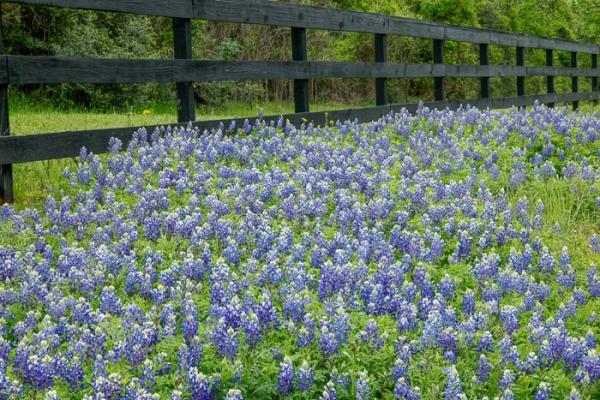Bloom;Blossom;Blossoms;Blue;Calm;Concepts;Cool Colors;Cool Palette;Cool Tones;Flora;Flower;Floweret;Flowering;Flowers;Green;Greens;Healing;Health care;Healthcare;Lupinus texensis;Minimalism;Nature;Oneness;Pastoral;Seasons;Spring;Springtime;Sunlight;Texas;Texas Bluebonnet;United States;Wildflower;bloom;color;fence;flora;floral;flower;landscape;peaceful;plants;restful;serene;soothing;sunlit;tranquil