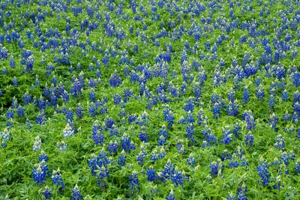 Bloom;Blossom;Blossoms;Blue;Calm;Concepts;Cool Colors;Cool Palette;Cool Tones;Flora;Flower;Floweret;Flowering;Flowers;Flowers & Plants;Green;Greens;Habitat;Healing;Health care;Healthcare;Lupinus texensis;Meadow;Nature;Oneness;Pastoral;Petal;Texas;Texas Bluebonnet;United States;Wildflower;bloom;color;field;flora;floral;flower;landscape;pasture;peaceful;plants;restful;serene;soothing;tranquil;zen