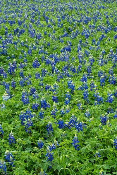Bloom;Blossom;Blossoms;Blue;Calm;Concepts;Cool Colors;Cool Palette;Cool Tones;Flora;Flower;Floweret;Flowering;Flowers;Flowers & Plants;Green;Greens;Habitat;Healing;Health care;Healthcare;Lupinus texensis;Meadow;Nature;Oneness;Pastoral;Petal;Texas;Texas Bluebonnet;United States;Wildflower;bloom;color;field;flora;floral;flower;landscape;pasture;peaceful;plants;restful;serene;soothing;tranquil;zen