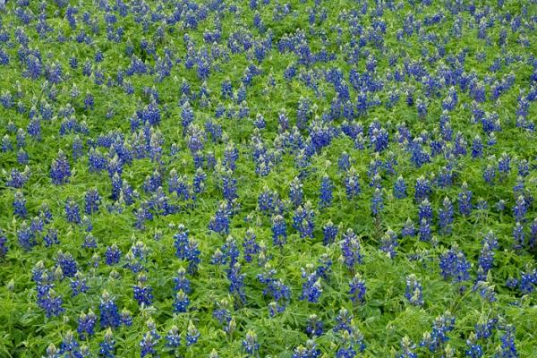 Bloom;Blossom;Blossoms;Blue;Calm;Concepts;Cool Colors;Cool Palette;Cool Tones;Flora;Flower;Floweret;Flowering;Flowers;Flowers & Plants;Green;Greens;Habitat;Healing;Health care;Healthcare;Lupinus texensis;Meadow;Nature;Oneness;Pastoral;Petal;Texas;Texas Bluebonnet;United States;Wildflower;bloom;color;field;flora;floral;flower;landscape;pasture;peaceful;plants;restful;serene;soothing;tranquil;zen