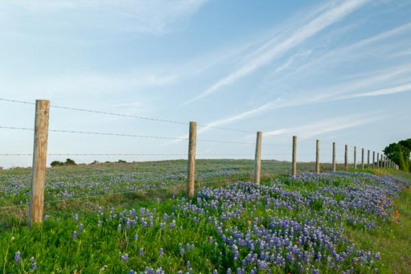 Bloom;Blossom;Blossoms;Blue;Calm;Cloud;Clouds;Concepts;Cool Colors;Cool Palette;Cool Tones;Flora;Flower;Floweret;Flowering;Flowers;Green;Greens;Healing;Health care;Healthcare;Indian Paintbrush;Lupinus texensis;Minimalism;Nature;Oneness;Pastoral;Seasons;Spring;Springtime;Sunlight;Texas;Texas Bluebonnet;United States;Wildflower;bloom;color;fence;flora;floral;flower;landscape;peaceful;plants;restful;serene;sky;soothing;sunlit;tranquil