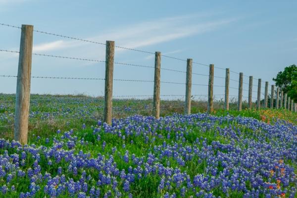 Bloom;Blossom;Blossoms;Blue;Calm;Cloud;Clouds;Concepts;Cool Colors;Cool Palette;Cool Tones;Flora;Flower;Floweret;Flowering;Flowers;Green;Greens;Healing;Health care;Healthcare;Indian Paintbrush;Lupinus texensis;Minimalism;Nature;Oneness;Pastoral;Seasons;Spring;Springtime;Sunlight;Texas;Texas Bluebonnet;United States;Wildflower;bloom;color;fence;flora;floral;flower;landscape;peaceful;plants;restful;serene;sky;soothing;sunlit;tranquil
