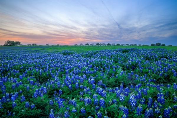 Bloom;Blossom;Blossoms;Blue;Calm;Cloud;Concepts;Cool Colors;Cool Palette;Cool Tones;Flora;Flower;Floweret;Flowering;Flowers;Green;Greens;Healing;Health care;Healthcare;Lupinus texensis;Minimalism;Nature;Oneness;Petal;Pink;Sunlight;Sunset;Texas;Texas Bluebonnet;Tree;United States;Wildflower;bloom;color;flora;floral;flower;landscape;magenta;peaceful;plants;restful;serene;sky;soothing;tranquil;tree;trees