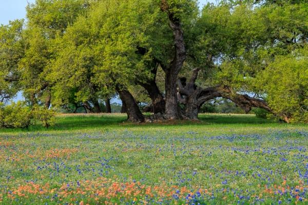 Bloom;Blossom;Blossoms;Blue;Branches;Calm;Cloud;Cloud Formation;Clouds;Concepts;Cool Colors;Cool Palette;Cool Tones;Flora;Floral;Flower;Floweret;Flowering;Flowers;Flowers & Plants;Green;Greens;Healing;Health care;Healthcare;Indian Paintbrush;Leaves;Lupinus texensis;Nature;Oneness;Pastoral;Pink;Texas;Texas Bluebonnet;Tree;United States;Wildflower;bloom;color;flora;floral;flower;landscape;limbs;peaceful;plants;restful;serene;sky;soothing;tranquil;tree;tree limbs;trees;trunk