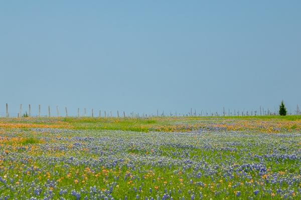 Agricultural;Bloom;Blossom;Blossoms;Blue;Calm;Concepts;Cool Colors;Cool Palette;Cool Tones;Flora;Floral;Flower;Floweret;Flowering;Flowers;Flowers & Plants;Green;Greens;Healing;Health care;Healthcare;Indian Paintbrush;Lupinus texensis;Nature;Oneness;Pastoral;Petal;Pink;Sunlight;Sunshine;Texas;Texas Bluebonnet;United States;Wildflower;bloom;color;fence;field;flora;floral;flower;landscape;pasture;peaceful;plants;restful;serene;soothing;sunlit;tranquil;zen