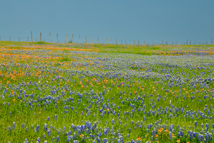 Biophilic;Bloom;Blossom;Blossoms;Blue;Calm;Concepts;Cool Colors;Cool Palette;Cool Tones;Flora;Floral;Flower;Floweret;Flowering;Flowers;Flowers & Plants;Green;Greens;Healing;Health care;Healthcare;Indian Paintbrush;Looking up;Lupinus texensis;Minimalism;Nature;Oneness;Pastoral;Sunlight;Sunshine;Texas;Texas Bluebonnet;United States;Wildflower;bloom;calming;color;fence;field;flora;floral;flower;landscape;pasture;peaceful;plants;restful;restorative;serene;sky;soothing;sunlit;tranquil