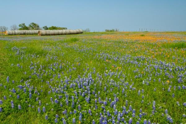 Agricultural;Agriculture;Bale;Bloom;Blossom;Blossoms;Blue;Calm;Concepts;Cool Colors;Cool Palette;Cool Tones;Farming;Flora;Floral;Flower;Floweret;Flowering;Flowers;Flowers & Plants;Green;Greens;Healing;Health care;Healthcare;Indian Paintbrush;Lupinus texensis;Nature;Oneness;Pastoral;Petal;Pink;Sunlight;Sunshine;Texas;Texas Bluebonnet;United States;Wildflower;bloom;color;field;flora;floral;flower;hay;landscape;peaceful;plants;restful;serene;soothing;sunlit;tranquil;zen