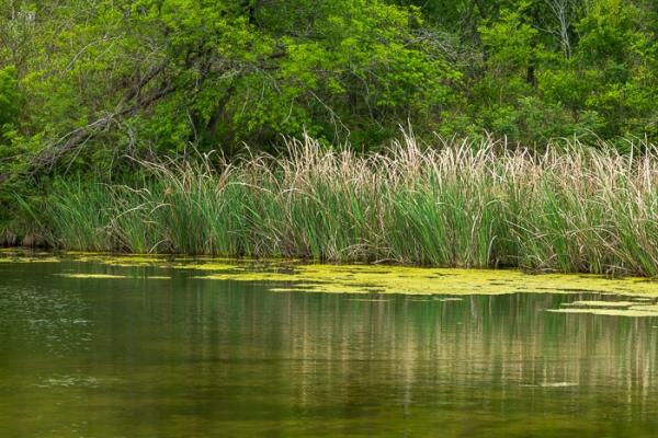 Blossom;Blossoms;Botanical;Botanicals;Brown;Calm;Cattails;Concepts;Cool Colors;Cool Palette;Cool Tones;Creek;Flow;Floweret;Flowering;Flowers;Flowers & Plants;Green;Greens;Healing;Health care;Healthcare;Mirror;Nature;Oneness;Pastoral;Personal;Pool;Ripple;River;Stream;Stream Bank;Texas;United States;Water;Waterscape;Yellow;bloom;color;flora;floral;flower;flowing;landscape;peaceful;plants;reflection;reflections;restful;serene;soothing;tranquil