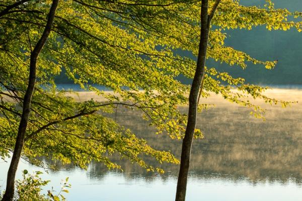 Biophilic;Branches;Break of Day;Brown;Calm;Concepts;Cool Colors;Cool Palette;Cool Tones;First Light;Fog;Green;Greens;Healing;Health care;Healthcare;Leaves;Looking up;Minimalism;Mirror;Mist;Natchez Trace State Park;Nature;Obscured;Oneness;Pastoral;Sun-up;Sunlight;Sunshine;Tan;Tree;Water;Waterscape;Woodland;Yellow;biophilic design;biophilic interior design;color;dawn;daybreak;foggy;haze;lake;landscape;limbs;mist;misty;morn;morning;peaceful;plants;reflection;reflections;restful;serene;soothing;sunlit;sunrise;sunup;tranquil;tree;tree limbs;trees;trunk