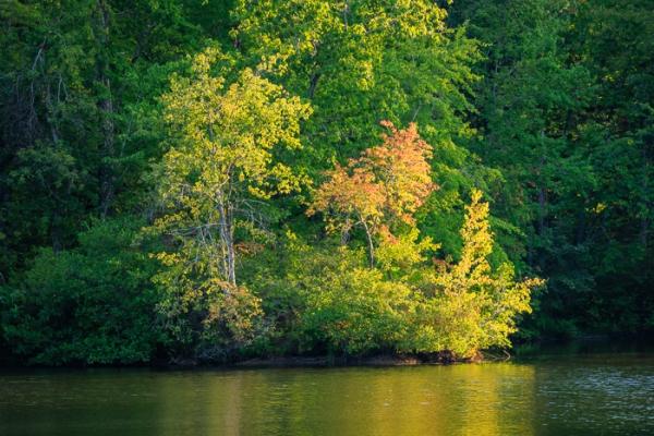 Autumn;Biophilic;Branches;Calm;Concepts;Cool Colors;Cool Palette;Cool Tones;Fall;Forest;Forested;Green;Greens;Healing;Health care;Healthcare;Leaf;Leaves;Minimalism;Mirror;Natchez Trace State Park;Nature;Oneness;Pastoral;Personal;Pool;Ripple;Seasons;Summertime;Sunlight;Sunshine;Timber;Timberland;Tree;Water;Waterscape;Wood;Woodland;Woods;Yellow;biophilic design;biophilic interior design;color;foliage;lake;landscape;limbs;peaceful;plants;reflection;reflections;restful;serene;soothing;sumi-e;summer;sunlit;tranquil;tree;tree limbs;trees;zen