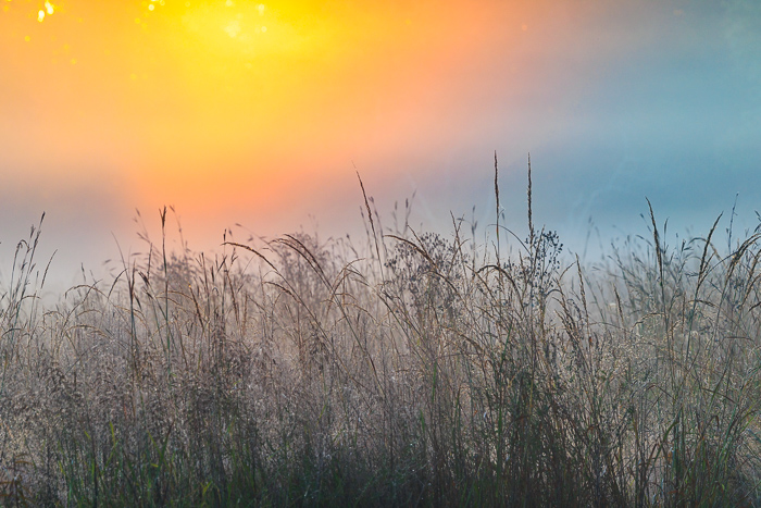 Autumn;Backlit;Biophilic;Botanical;Botanicals;Calm;Concepts;Dew;Droplets;Drops;Environment;Fog;Healing;Health care;Healthcare;Horizon;Mist;Nature;Oneness;Pastoral;Plant;Prairie;Scenic;Seed Head;Sunlight;Water;Water Drops;atmospheric;biophilic design;breeze;calming;dawn;dew drops;dewdrop;dewy;drop;early morning;field;foggy;freshness;golden hour;grass;growth;haze;landscape;meadow;mist;misty;morn;morning;outdoors;peaceful;restful;restorative;rural;seedhead;serene;silhouette;soft light;soothing;stems;summer;sun glow;sunrise;sunrise colors;tranquil;tranquil morning;wildflowers