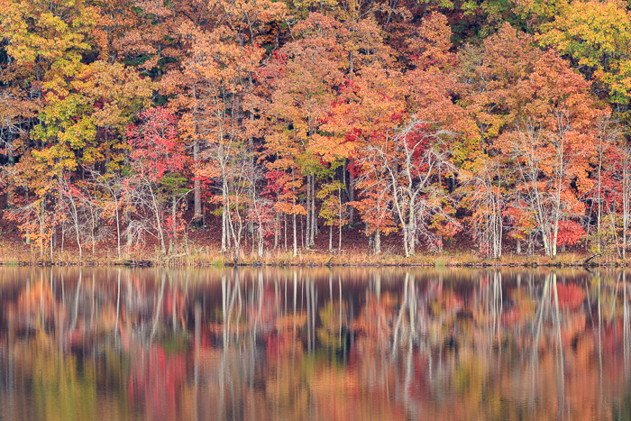 Autumn;Biophilic;Botanical;Branches;Brown;Calm;Concepts;Cool Colors;Cool Palette;Cool Tones;Fall;Fall Creek Falls State Resort Park;Forest;Forested;Gold;Green;Greens;Healing;Health care;Healthcare;Leaf;Leaves;Mirror;Oneness;Pastoral;Plant;State Park;Sunlight;Sunshine;Tan;Tennessee;Timber;Timberland;Tree;United States;Water;Waterscape;Wood;Woodland;Woods;Yellow;bark;biophilic design;biophilic interior design;color;foliage;lake;landscape;limbs;peaceful;plants;reflection;reflections;restful;serene;soothing;sunlit;tranquil;tree;tree limbs;trees;trunk;zen