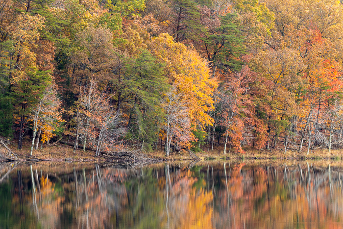 Autumn;Biophilic;Botanical;Branches;Brown;Calm;Concepts;Cool Colors;Cool Palette;Cool Tones;Fall;Fall Creek Falls State Resort Park;Forest;Forested;Gold;Green;Greens;Healing;Health care;Healthcare;Leaf;Leaves;Mirror;Oneness;Pastoral;Plant;State Park;Sunlight;Sunshine;Tan;Tennessee;Timber;Timberland;Tree;United States;Water;Waterscape;Wood;Woodland;Woods;Yellow;bark;biophilic design;biophilic interior design;color;foliage;lake;landscape;limbs;peaceful;plants;reflection;reflections;restful;serene;soothing;sunlit;tranquil;tree;tree limbs;trees;trunk;zen