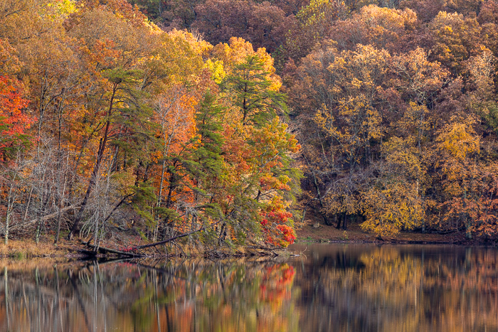Autumn;Biophilic;Botanical;Branches;Brown;Calm;Concepts;Cool Colors;Cool Palette;Cool Tones;Fall;Fall Creek Falls State Resort Park;Forest;Forested;Gold;Green;Greens;Healing;Health care;Healthcare;Leaf;Leaves;Mirror;Oneness;Pastoral;Plant;State Park;Sunlight;Sunshine;Tan;Tennessee;Timber;Timberland;Tree;United States;Water;Waterscape;Wood;Woodland;Woods;Yellow;bark;biophilic design;biophilic interior design;color;foliage;lake;landscape;limbs;peaceful;plants;reflection;reflections;restful;serene;soothing;sunlit;tranquil;tree;tree limbs;trees;trunk;zen