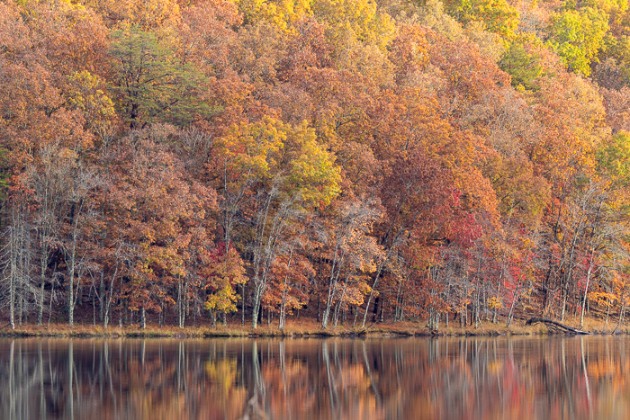 Autumn;Biophilic;Botanical;Branches;Brown;Calm;Concepts;Cool Colors;Cool Palette;Cool Tones;Fall;Fall Creek Falls State Resort Park;Forest;Forested;Gold;Green;Greens;Healing;Health care;Healthcare;Leaf;Leaves;Mirror;Oneness;Pastoral;Plant;State Park;Sunlight;Sunshine;Tan;Tennessee;Timber;Timberland;Tree;United States;Water;Waterscape;Wood;Woodland;Woods;Yellow;bark;biophilic design;biophilic interior design;color;foliage;lake;landscape;limbs;peaceful;plants;reflection;reflections;restful;serene;soothing;sunlit;tranquil;tree;tree limbs;trees;trunk;zen