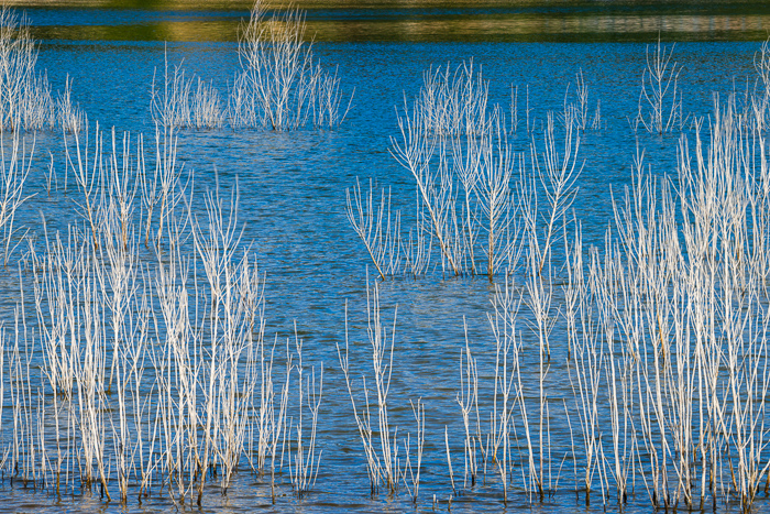 Biophilic;Blossom;Blossoms;Blue;Botanical;Botanicals;Branches;Calm;Concepts;Flow;Floweret;Flowering;Flowers;Flowers & Plants;Gold;Healing;Health care;Healthcare;Mirror;Oneness;Pastoral;Plant;Ripple;River;Stream;Sunlight;Sunshine;Texas;Tree;United States;Wabi Sabi;Water;Waterscape;Yellow;bloom;calming;color;flora;floral;flower;flowing;landscape;peaceful;plants;reflection;reflections;restful;restorative;serene;soothing;sunlit;tranquil;tree;tree limbs;zen