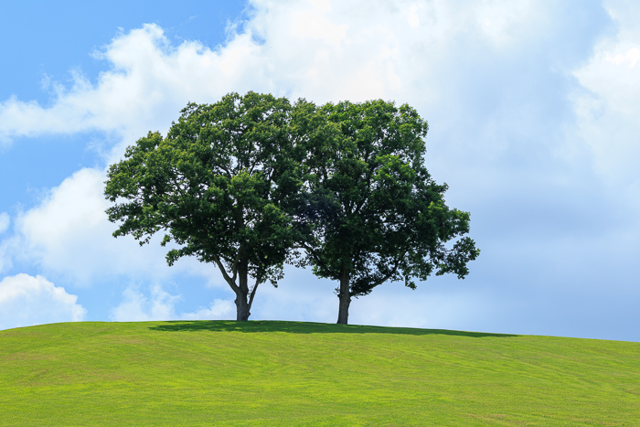 Biophilic;Blue;Calm;Cloud;Cloud Formation;Clouds;Concepts;Cool Colors;Cool Palette;Cool Tones;Daylight;Environment;Green;Greens;Healing;Hill;Horizon;Leaf;Leaves;Natural;Nature;Oak;Oneness;Pastoral;Peace;Shade;Shadow;Solitude;Sunlight;Sunshine;Tree;Woodland;blue;calming;color;countryside;eco;foliage;fresh;grass;green;hillside;landscape;lawn;limbs;meadow;outdoors;pair;park;pasture;peaceful;plants;relaxing;restful;restorative;rolling hill;scenery;serene;silhouette;sky;soothing;summer;sunlit;sunny;tranquil;tree limbs;trees;two trees;vegetation