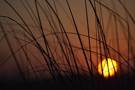 Sunrise;Sun-up;Morning;Dawn;Daybreak;First Light;Break of Day;Textures;Shapes;Patterns;Abstractions;Abstract;Grass