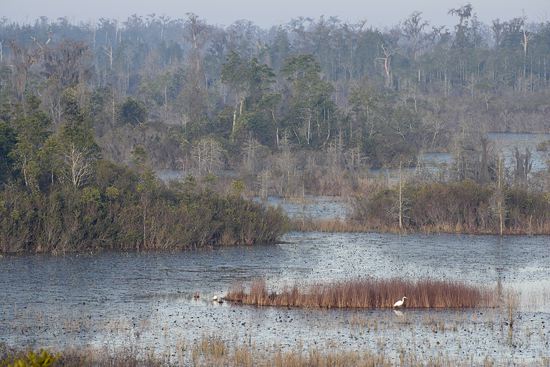 Swamp;Swamps;Bog;Marsh;Muskeg;Mire;Haze;Obscured;Mist;Misty;Foggy;Fog