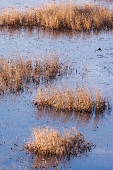 Abstract;Abstractions;Blue;Bog;Brown;Grass;Marsh;Mire;Muskeg;Patterns;Shapes;Swamp;Swamps;Tan;Textures