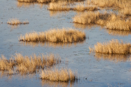Blue;Bog;Brown;Fog;Foggy;Haze;Marsh;Mire;Mist;Misty;Muskeg;Obscured;Swamp;Swamps;Tan