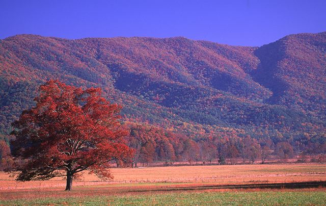 Fall Scenes;Forest;Leaf;Leaves;Nature;Trees;Autumn;Ledge;Mountain;Cliff;Precipice;Peak;Mountain Top;Rock Formations;Rocks;Boulder;Vertical;High;Power;Powerful;Scenic View;Scenics;Summit;Plants;Botanical;Vegetation;Foliage;Veins;Compound;Leaflet;Fields;Valley